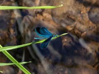 Bright metallic blue dragonfly. Adult male of Beautiful demoiselle sitting on the grass leaf above...