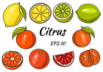 Collection of bright citrus fruits. Lemon, Lime, Grapefruit, Orange, Mandarin. Whole fruit and cut into pieces.