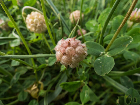 Close up shot of strawberry clover in bloom surrounded with green leaves in summer