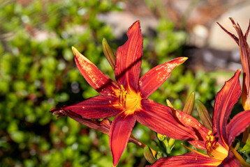 Beautiful red daylilies in a flower bed