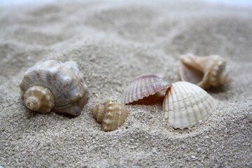 Fototapeta na wymiar Sea round stones and seashells on the fine sand. Selective focus.