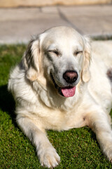beautiful golden retriever on green grass in garden