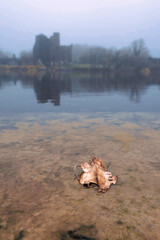 Orange fallen leaf in focus, Menlo castle in a fog out of focus. Warm colors in foreground, cool in the background. Fall season. Galway, Ireland. Vertical image