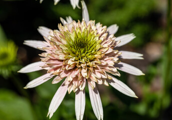 Flowers of  Echinacea - an herb stimulating the immune system