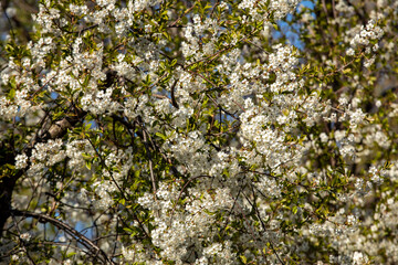 Beautifully flowering cherry trees in the orchard