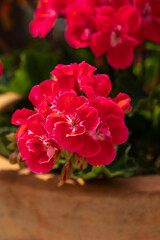 Red geranium ( pelargonium) flowers blooming in a garden