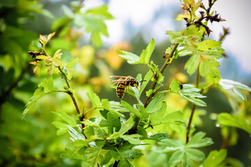 Osa no1 © M.Ulatowski