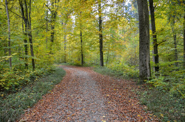 Weg im Wald