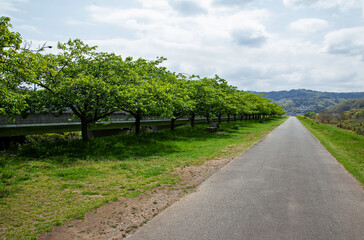 河津桜の緑並木、伊豆長岡｜花が散った後の桜並木に沿う散策路、どこまでも続く真っ直ぐな道。
