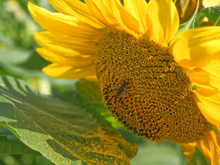 A bee collects nectar from a sunflower flower, close-up. Blooming sunflower.