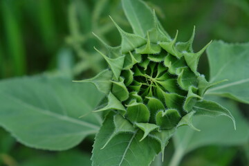 Fototapeta na wymiar Single bud of a sunflower plant, close-up on a blurred background.