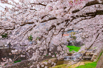芦屋川と満開の桜　兵庫県芦屋市にて