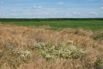 Picturesque Ukrainian steppe on a sunny summer day. Diverse steppe vegetation.