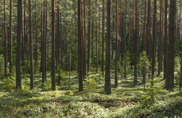 Obraz premium Pine tree forest landscape and natural mossy boulders