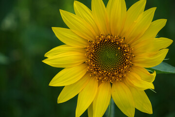 Single sunflower flower on a blurred background, close-up.