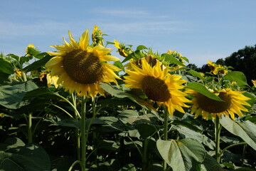 Blooming sunflowers against a clear blue sky, close-up.