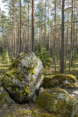 Pine tree forest landscape and natural mossy boulders