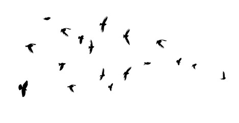A flock of flying birds. Vector illustration