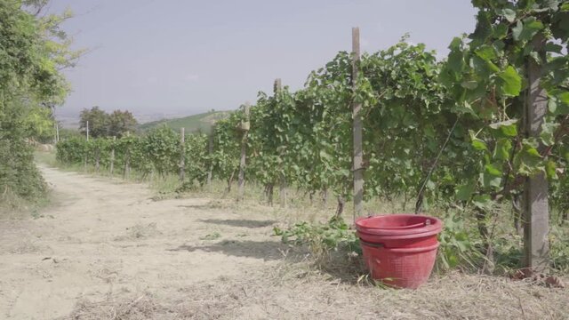 red baskets left in empty vineyard after harvest, slow motion vendange
