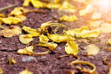 Abstract yellow petals on ground. Petals summer morning.
