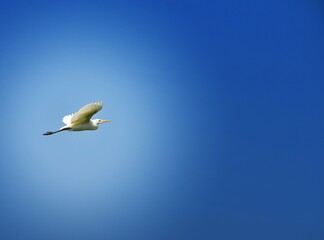 Herons spread their wings in the blue sky with white clouds.