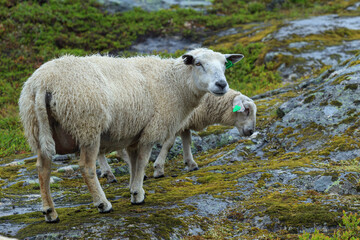 Sheep in the green summer mountain forest in Norway