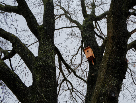 Bird house on the old tree in winter day