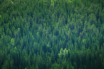 Green tree forest panorama in Norway