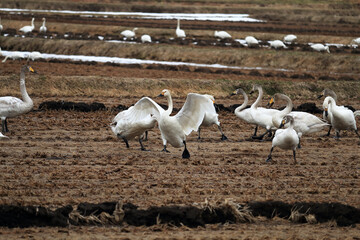 北海道からロシアに帰る白鳥の食事中