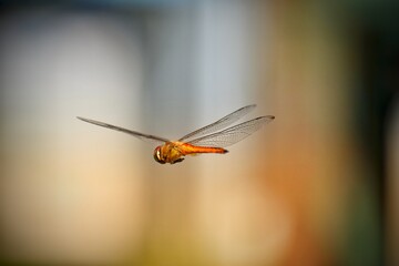 A picture of beautiful dragonfly