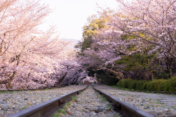 An old railway with cherry blossoms in Kyoto, Japan.