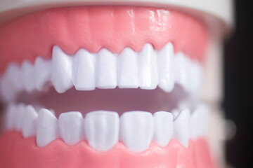 Dental white teeth model
