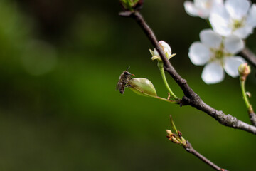 Natural background with the white flowers in bloom and a bee in the middle in a flower bud . Horizonal photo