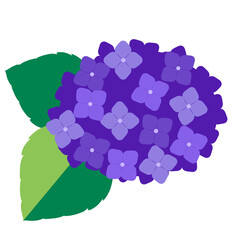 梅雨のシンボル！紫陽花のイラスト