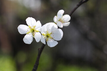 Natural green brown background with the white flowers in bloom in the nature. Horizontal image