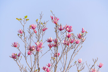 magnolia flowers in Spring garden with blue sky background