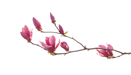 magnolia spring branch isolated on white background