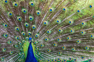 Obraz premium Peacock displays for some of his females.