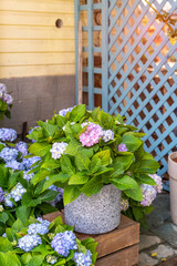 Blooming vibrant purple Hydrangea flowers in pot