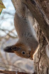 squirrel in tree