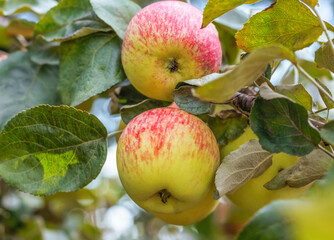 two colorful apples on an apple tree branch close up