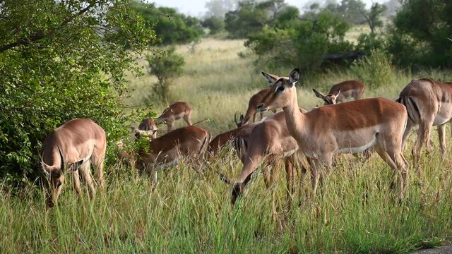 Impala antelopes in the savannah at Kruger park