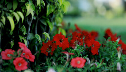 red flowers in the garden