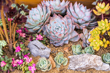 Miniature succulent plants (succulent cactus) at the garden