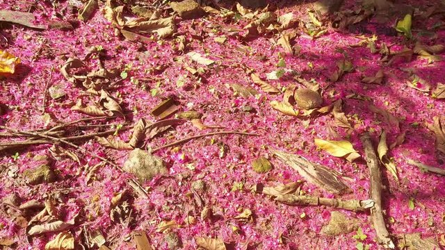 fallen Syzygium Jambos flower on the floor,Syzygium jambos has several common names, reflecting the large number of regions in which it occurs as a garden or fruit tree or as an invader. The names in