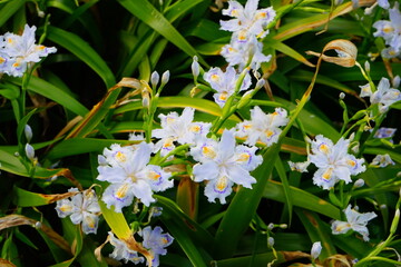 Japanese Iris (fringed Iris), white spring flower - ジャガ 白い花