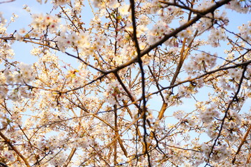  Tokyo, Japan - March 2021: Beautiful cherry blossom, sakura, over blue sky at Chidori-ga-fuchi park during spring, closeup - 桜 千鳥ヶ淵 緑道の桜 東京 日本