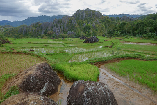 Landscape view of rice fields and mountains from Bori village, near Rantepao, Tana Toraja, South Sulawesi, Indonesia