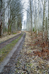 dirtroad through forest of birches in Kumla Sweden