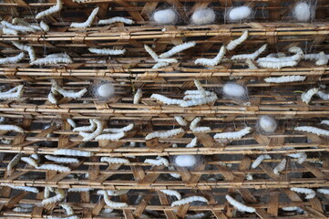 Silkworms in a Silk fabric